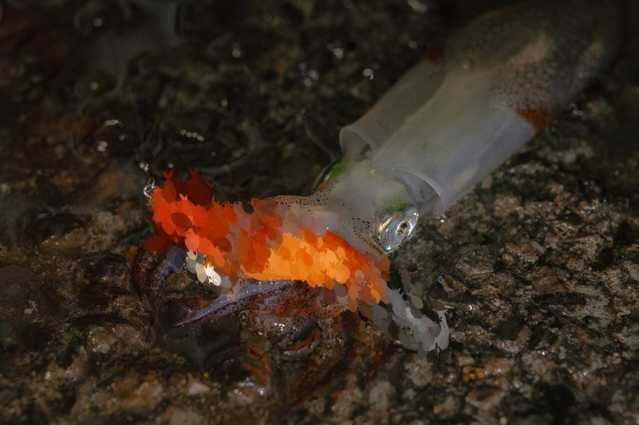 ライトエギング釣行記Vol.3 ～晩秋の北海道、小樽で挑む！ヤリイカ＆マメイカ3DAYS～