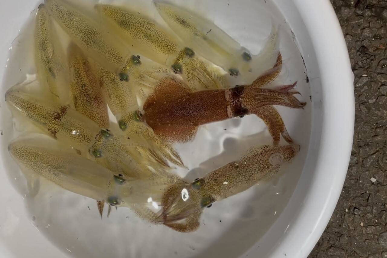 ライトエギング釣行記Vol.3 ～晩秋の北海道、小樽で挑む！ヤリイカ＆マメイカ3DAYS～