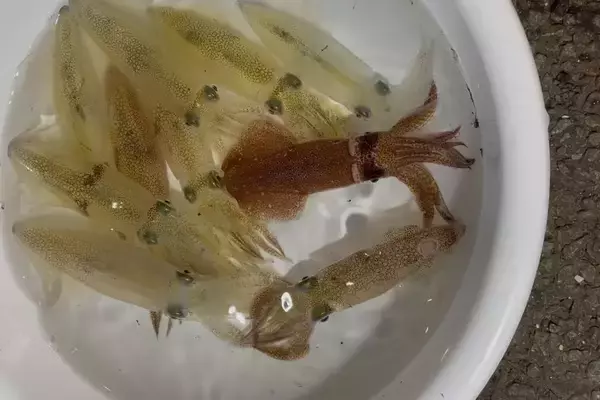 「ライトエギング釣行記Vol.3 ～晩秋の北海道、小樽で挑む！ヤリイカ＆マメイカ3DAYS～」の画像