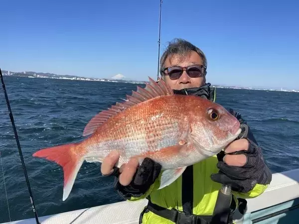 【釣果速報】神奈川県村本海事で獲れるマダイがデカい！2kg前後の良型多く、ゲストも多彩！さあ、ビッグドリームを掴みに行こう！