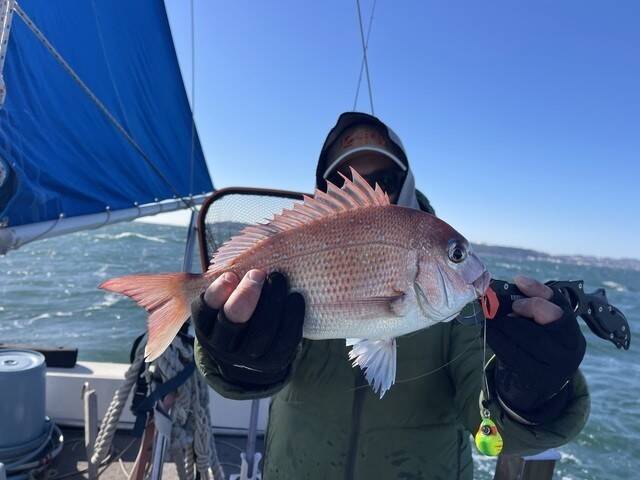 【釣果速報】神奈川県村本海事で獲れるマダイがデカい！2kg前後の良型多く、ゲストも多彩！さあ、ビッグドリームを掴みに行こう！