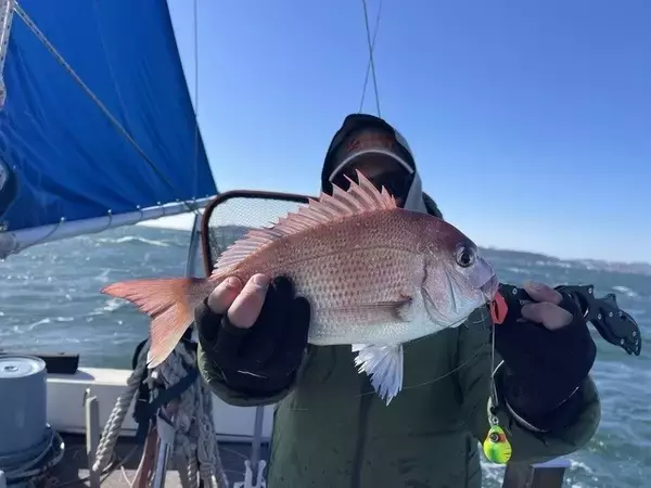 「【釣果速報】神奈川県村本海事で獲れるマダイがデカい！2kg前後の良型多く、ゲストも多彩！さあ、ビッグドリームを掴みに行こう！」の画像