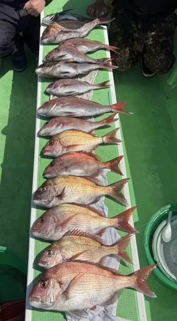 【釣果速報】神奈川県あまさけや丸でマダイ、イサキ、メジナなど海の人気者を次々GET！多種多様な魚と出会いたいなら今すぐ乗船を！