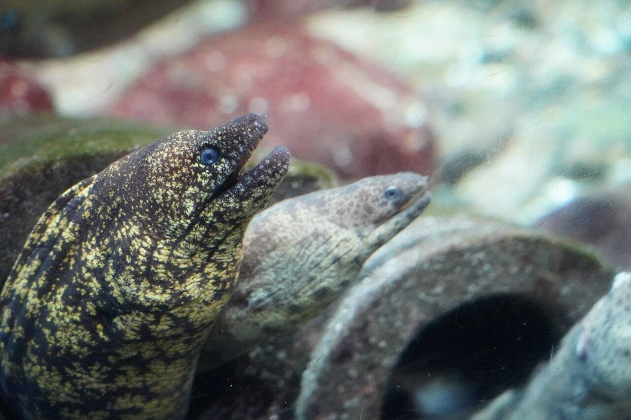 ウツボは危険な海の生き物 生態や釣り方 食べ方まで詳しくチェック 19年11月7日 エキサイトニュース