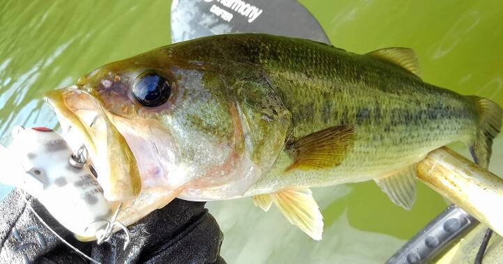 スミスのルアーを使って釣りを楽しみたい！おすすめのトップウォータールアー特集