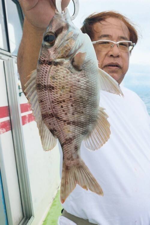 近場で気軽にトライできる南房布良瀬のシマアジ好期