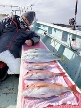 【釣果速報】神奈川県正海丸で人気のマダイとイナダ好調！好調な今、絶対乗るべき！