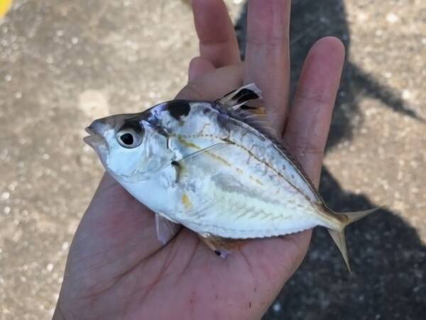 ヒイラギって魚知ってる 釣り方からさばき方 おすすめの料理法まで一挙ご紹介 19年11月21日 エキサイトニュース
