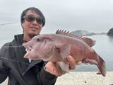 「スーパーマルチアングラー・前山智孝が真剣に波止のコブダイを狙ったら…楽々ブッ込み釣り攻略術」の画像1