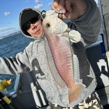 【釣果速報】和歌山県海虎で幻の超高級魚シロアマダイをキャッチ！メジロも上がり嬉しいお土産ゲットの快挙！