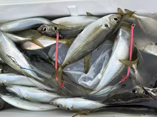 【金沢八景 黒川丸】で今釣れる魚・人気プラン3選！初心者・ファミリーも安心の手ぶら釣行ガイド