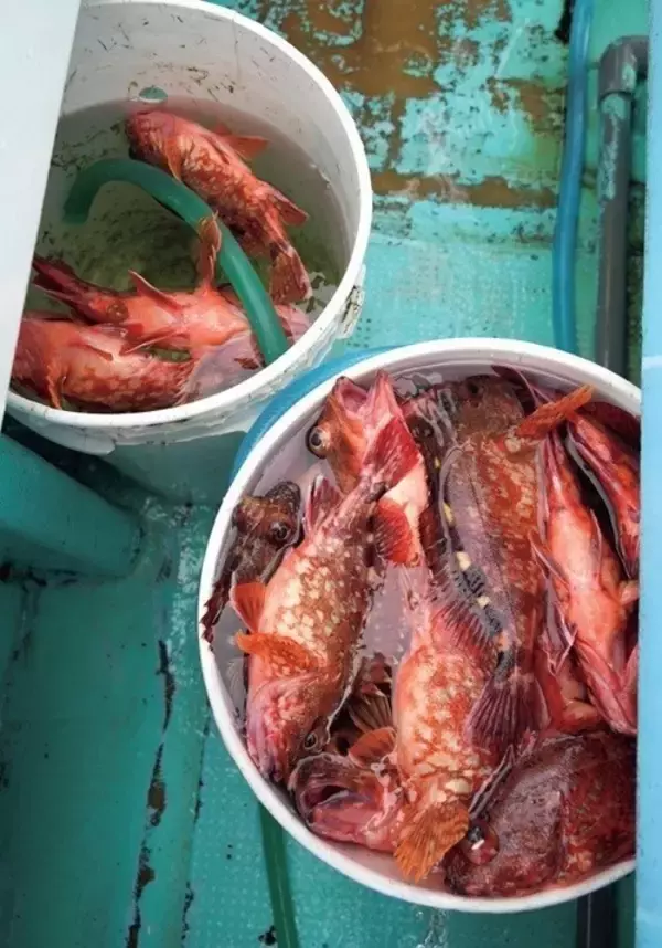 「五目達成は当たり前！根魚ワンダーランド　日立沖のカサゴ船」の画像