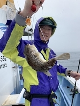 【釣果速報】茨城県幸栄丸で40cmのジャンボサイズを筆頭にショウサイフグが釣れまくり！味も極上な今が乗船どき！