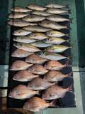 「【釣果速報】マダイ・マアジ・イサキなどオールスター集う！人気魚種をバラエティ豊かに釣りたいなら和歌山県淡隆丸に乗船だ！」の画像1