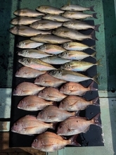 【釣果速報】マダイ・マアジ・イサキなどオールスター集う！人気魚種をバラエティ豊かに釣りたいなら和歌山県淡隆丸に乗船だ！