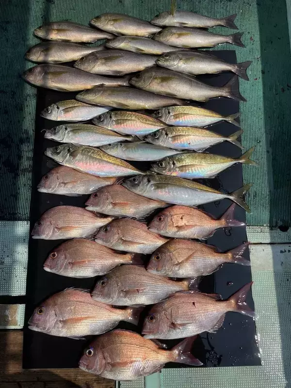 【釣果速報】マダイ・マアジ・イサキなどオールスター集う！人気魚種をバラエティ豊かに釣りたいなら和歌山県淡隆丸に乗船だ！