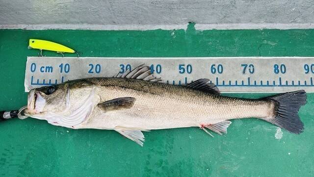 【釣果速報】千葉県TARGETで88cmのランカーシーバスゲット！あなたも今すぐ自己最高記録を更新しに行こう！