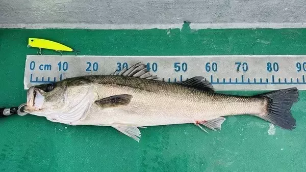 「【釣果速報】千葉県TARGETで88cmのランカーシーバスゲット！あなたも今すぐ自己最高記録を更新しに行こう！」の画像