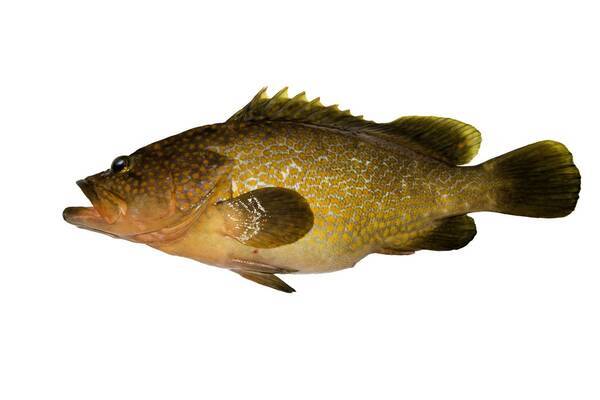 アコウは初夏が旬 豊潤な旨みとほどよい歯応えの薄造りが最高なアコウの生態から釣り方まで大公開 19年8月11日 エキサイトニュース