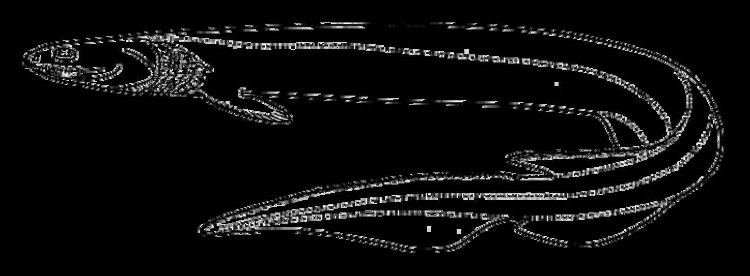 ラブカってどんな魚なの ゴジラ第1形態に似た深海サメを詳しくチェック 年8月15日 エキサイトニュース