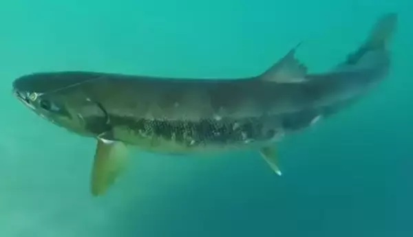 「サケの釣り方って知ってる？初心者におすすめの仕掛けやタックルをチェック」の画像