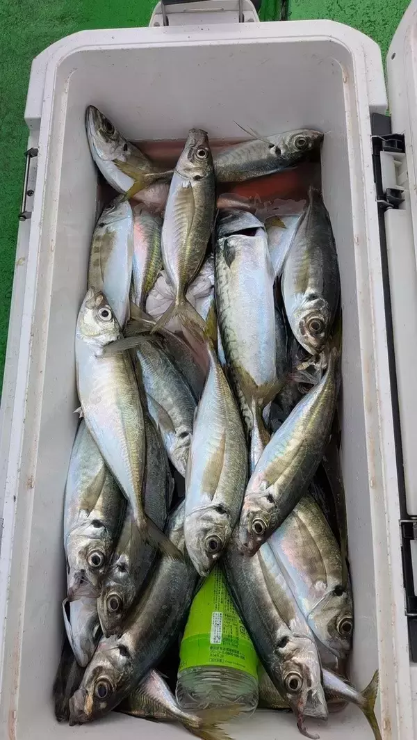【釣果速報】アカアマダイMAXサイズ45cmの大健闘！千葉県フィッシュオン大勝で人気魚種を一気獲りしに行きませんか？！