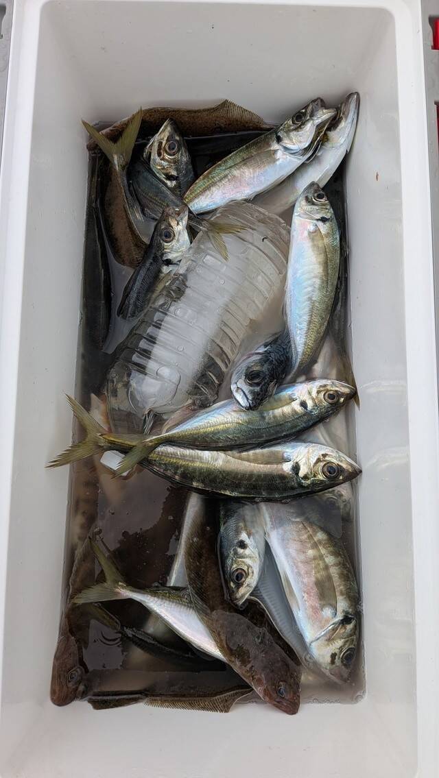 【釣果速報】アカアマダイMAXサイズ45cmの大健闘！千葉県フィッシュオン大勝で人気魚種を一気獲りしに行きませんか？！