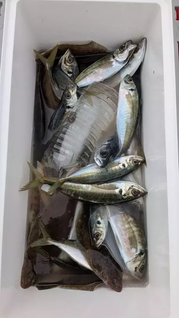 「【釣果速報】アカアマダイMAXサイズ45cmの大健闘！千葉県フィッシュオン大勝で人気魚種を一気獲りしに行きませんか？！」の画像
