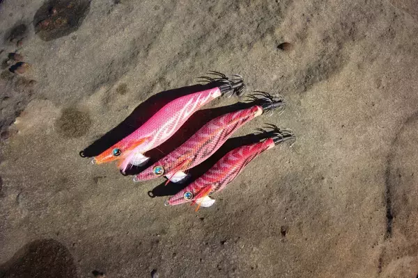 「南紀のエギングで超シャローがオススメな３つの理由。若手名手・勝股優の攻略法も紹介」の画像