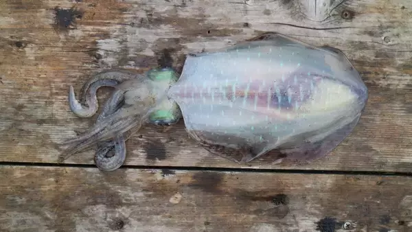 「春～初夏の大型アオリイカへの近道。酒本直樹流「筏ヤエン釣法」のイロハを紹介」の画像