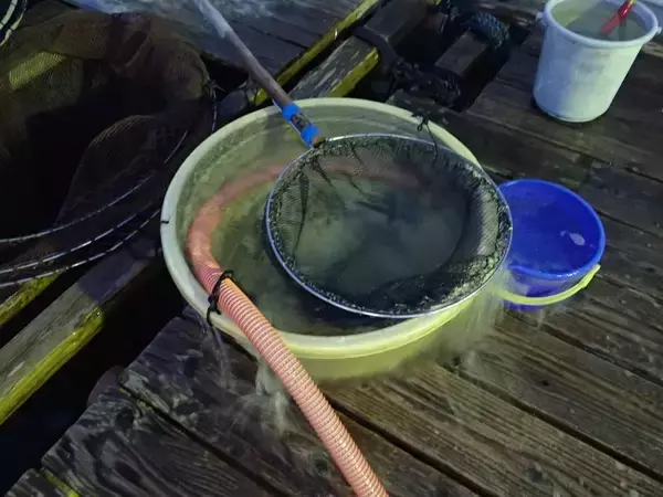 「春～初夏の大型アオリイカへの近道。酒本直樹流「筏ヤエン釣法」のイロハを紹介」の画像