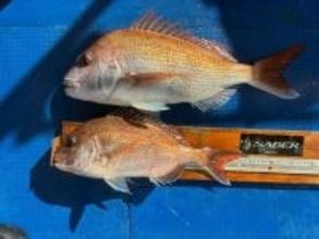 【釣果速報】でか～～～～い！兵庫県海蓮丸で70㎝のマダイキャッチ！現在、中～大鯛メインにコンスタントに釣れてる模様です！