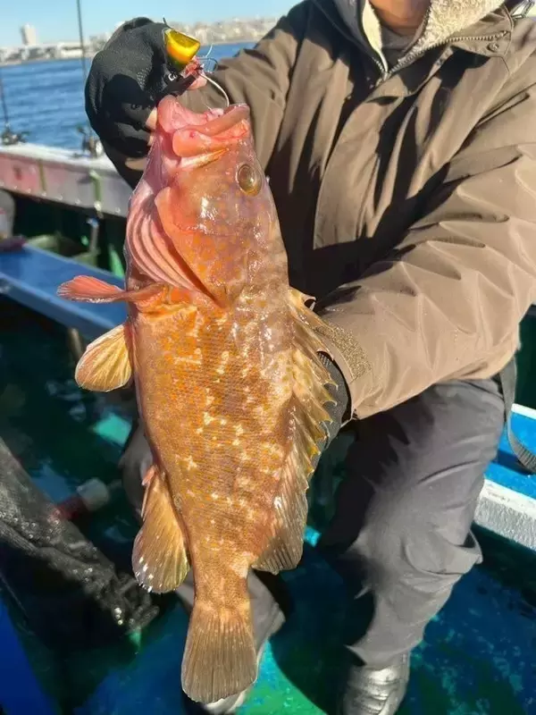 「【釣果速報】でか～～～～い！兵庫県海蓮丸で70㎝のマダイキャッチ！現在、中～大鯛メインにコンスタントに釣れてる模様です！」の画像