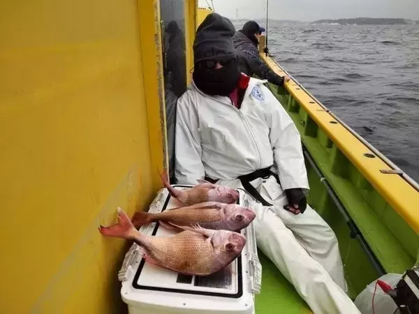 「【釣果速報】神奈川県鴨下丸kawanaでマダイ・ワラサGET！最大4.50kg！今乗船すれば絶好調！」の画像
