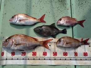 【海斗丸】冬の真鯛シーズン本番！加太沖で狙う…壮大な引きと美味を手にする3つの理由