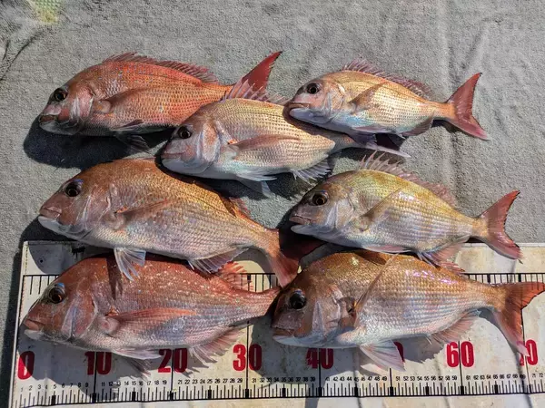 【海斗丸】冬の真鯛シーズン本番！加太沖で狙う…壮大な引きと美味を手にする3つの理由