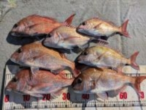 【海斗丸】冬の真鯛シーズン本番！加太沖で狙う…壮大な引きと美味を手にする3つの理由