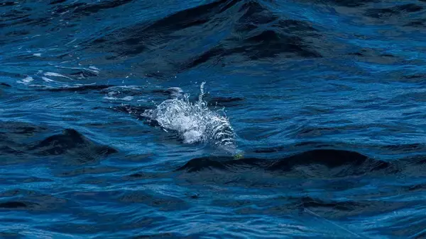 「【フィッシングセミナー ロックショア編 第2回】青物を誘い出す！ダイビングペンシル・ポッパーの基本アクション徹底解説」の画像