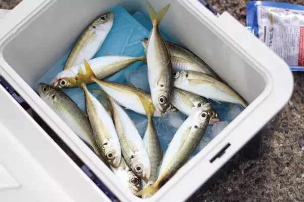 「釣れるアジングロッドTOP20！価格や特徴をおすすめ順に徹底比較！」の画像