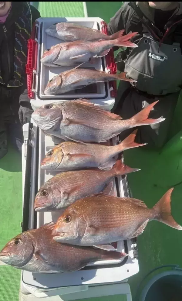 【釣果速報】神奈川県あまさけや丸で全員が本命の真鯛をキャッチ！今が絶好のチャンスです！