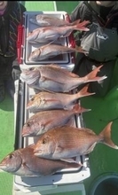 【釣果速報】神奈川県あまさけや丸で全員が本命の真鯛をキャッチ！今が絶好のチャンスです！