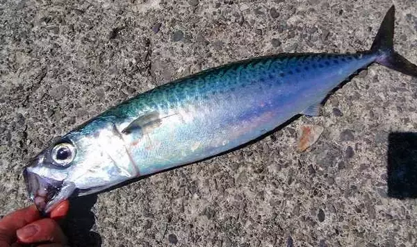 サバをルアーで釣りたい！ショアからのキャスティングゲーム入門