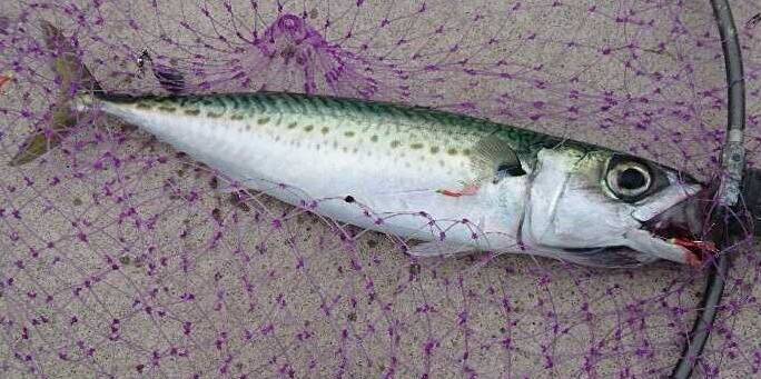 サバをルアーで釣りたい！ショアからのキャスティングゲーム入門