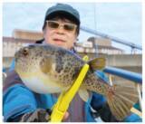 「重量感と強い引きが魅力湾フグはヒガンフグの好期へ」の画像1