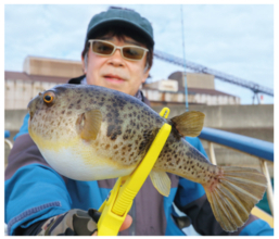 重量感と強い引きが魅力湾フグはヒガンフグの好期へ