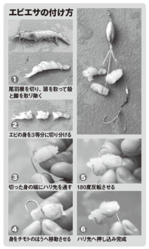 重量感と強い引きが魅力湾フグはヒガンフグの好期へ