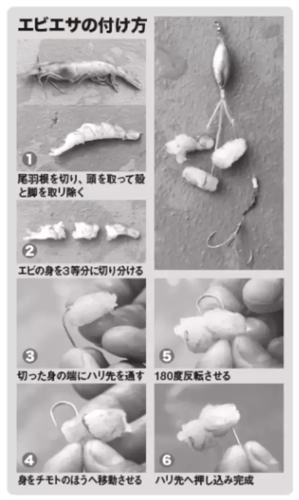 「重量感と強い引きが魅力湾フグはヒガンフグの好期へ」の画像
