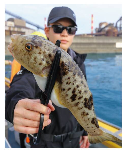 重量感と強い引きが魅力湾フグはヒガンフグの好期へ