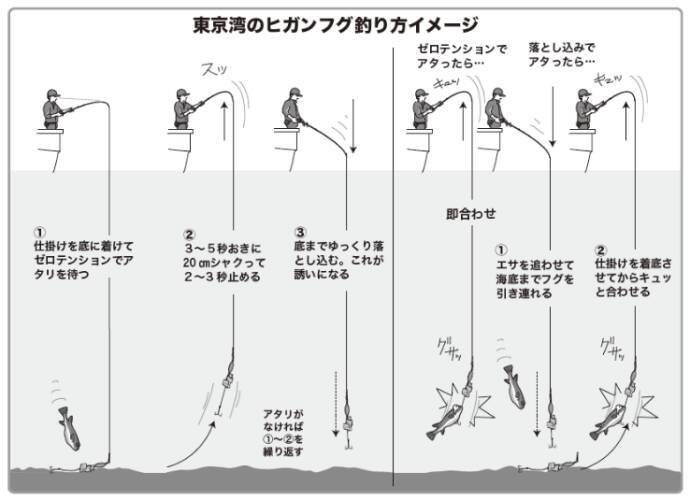重量感と強い引きが魅力湾フグはヒガンフグの好期へ