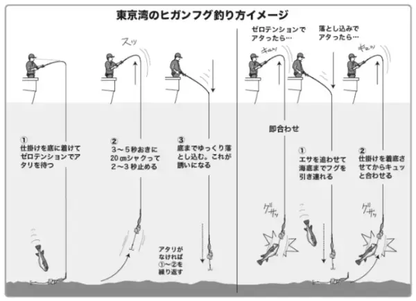 「重量感と強い引きが魅力湾フグはヒガンフグの好期へ」の画像